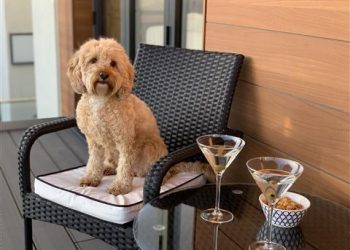 Dog sitting in a restaurant during a Byron Woolacombe dog friendly getaway