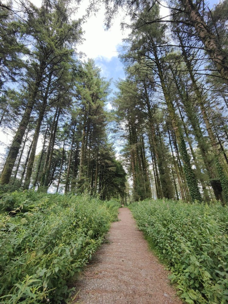 Path through trees in the North Devon countryside