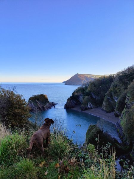 Dog overlooking a secret beach in North Devon