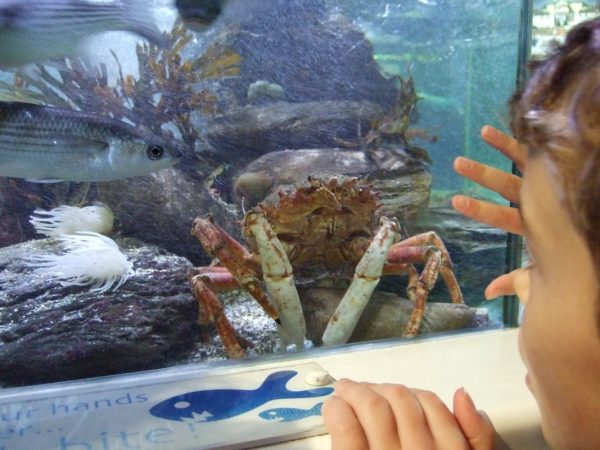 Family visiting Ilfracombe Aquarium