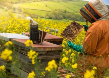 Bee keeper attending to a bee hive at Quince Honey Farm in the North Devon countryside