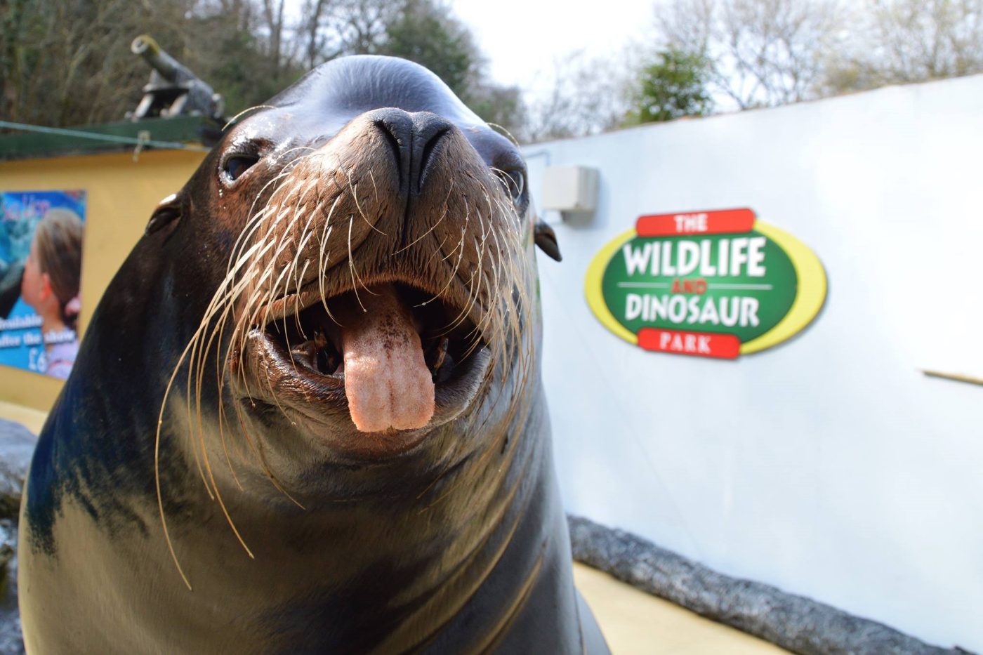 Sea lion at Combe Martin Wildlife and Dinosaur Park