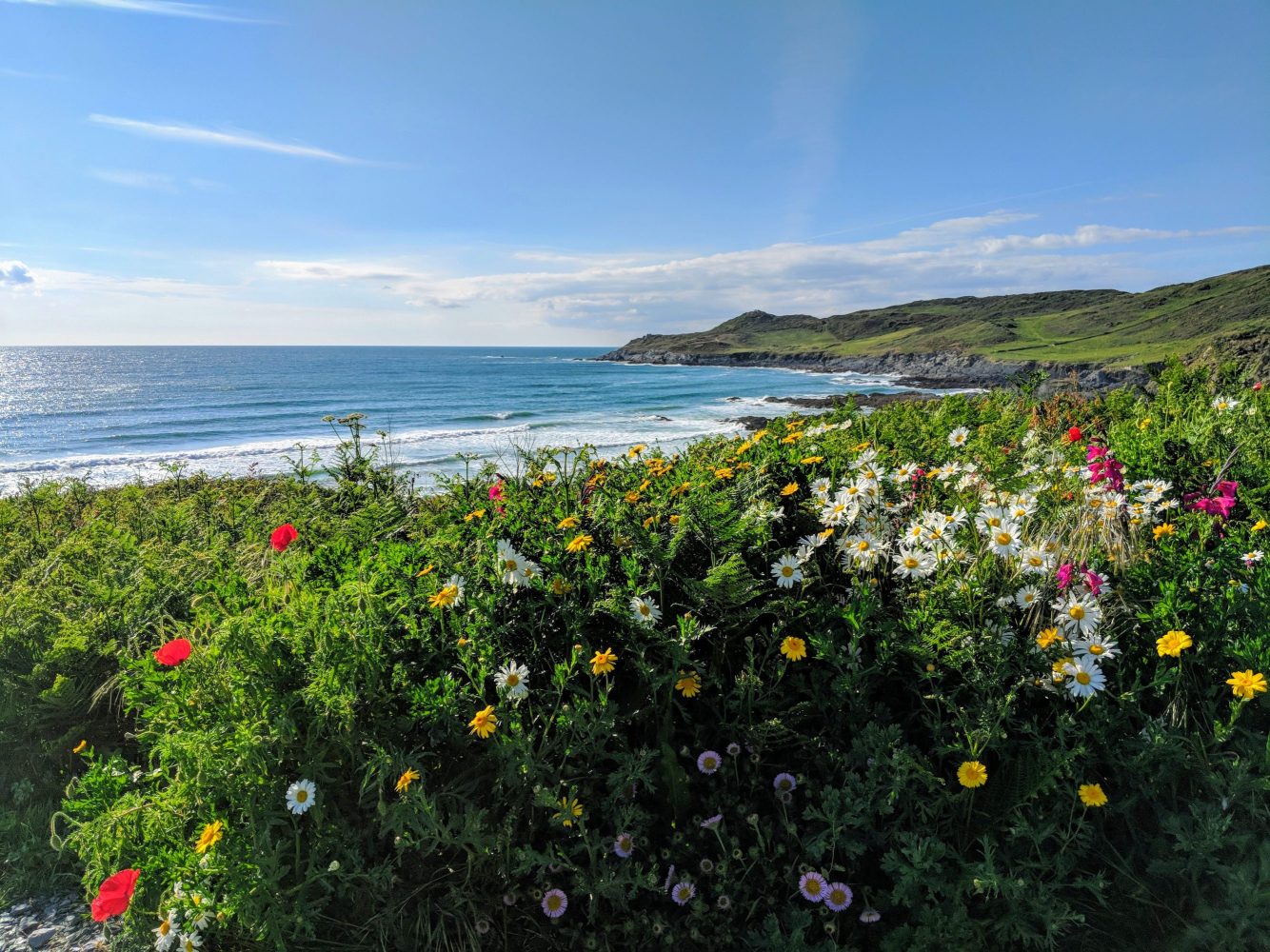 Wildflowers by a secluded Devon beach