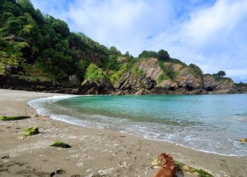 Dog walking on the North Devon coast
