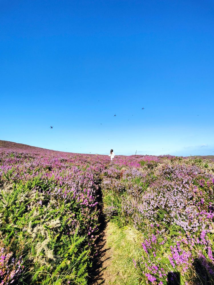 Butterflies in Holdstone Down, attracted by purple heather