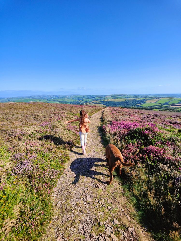 Dog walking along a path between wide areas of scented purple heather