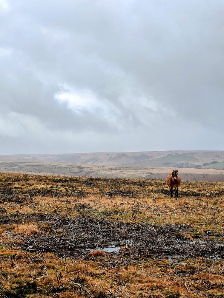 A wild Exmoor pony pictured on a rainy day in Dunkery Beacon
