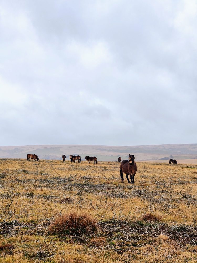 Wild Exmoor ponies grazing on Dunkery Beacon