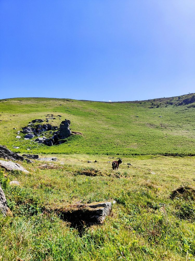 A wild goat exploring the Valley of the Rocks