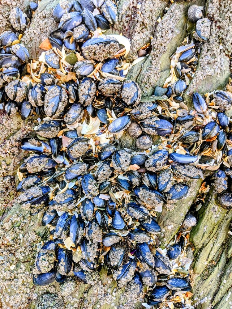 Wild oysters found at Combesgate