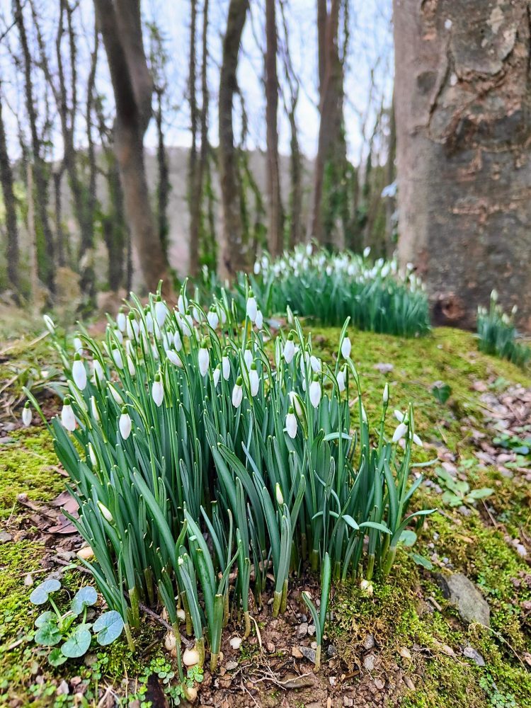 Flowers growing wild in the North Devon countryside