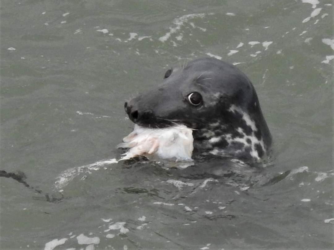 A seal feeding