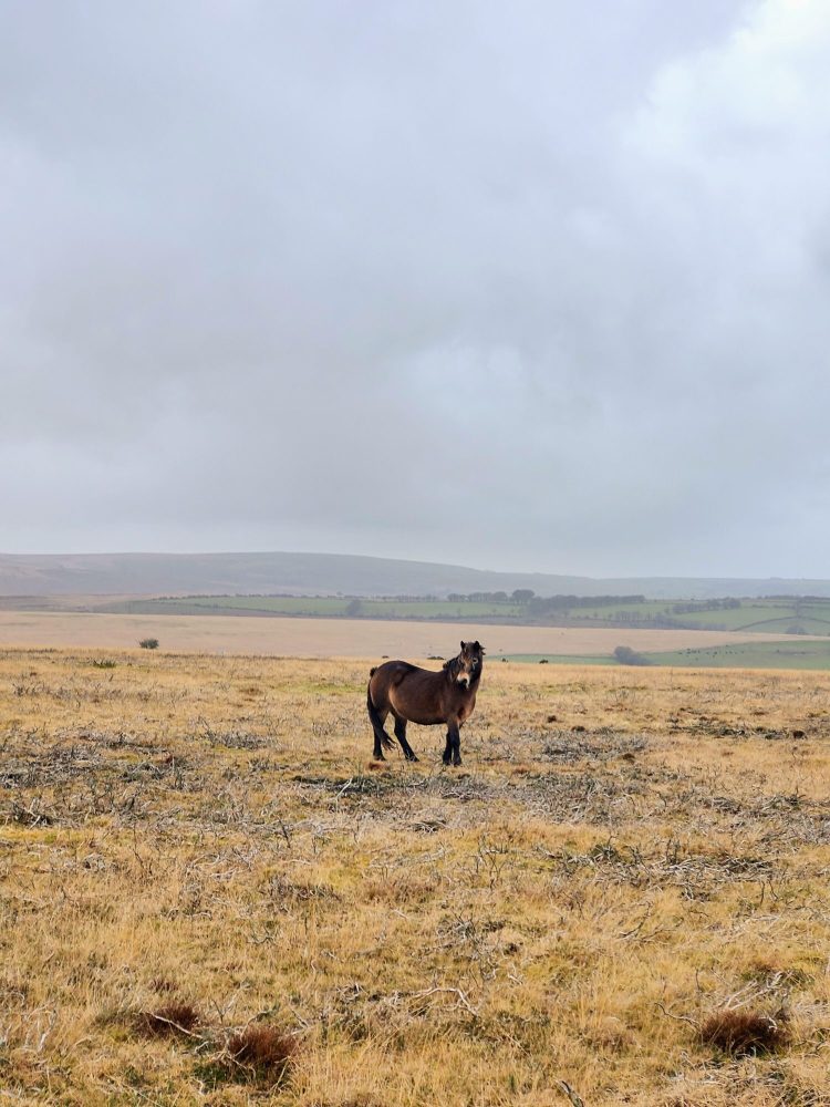 Exmoor wild pony