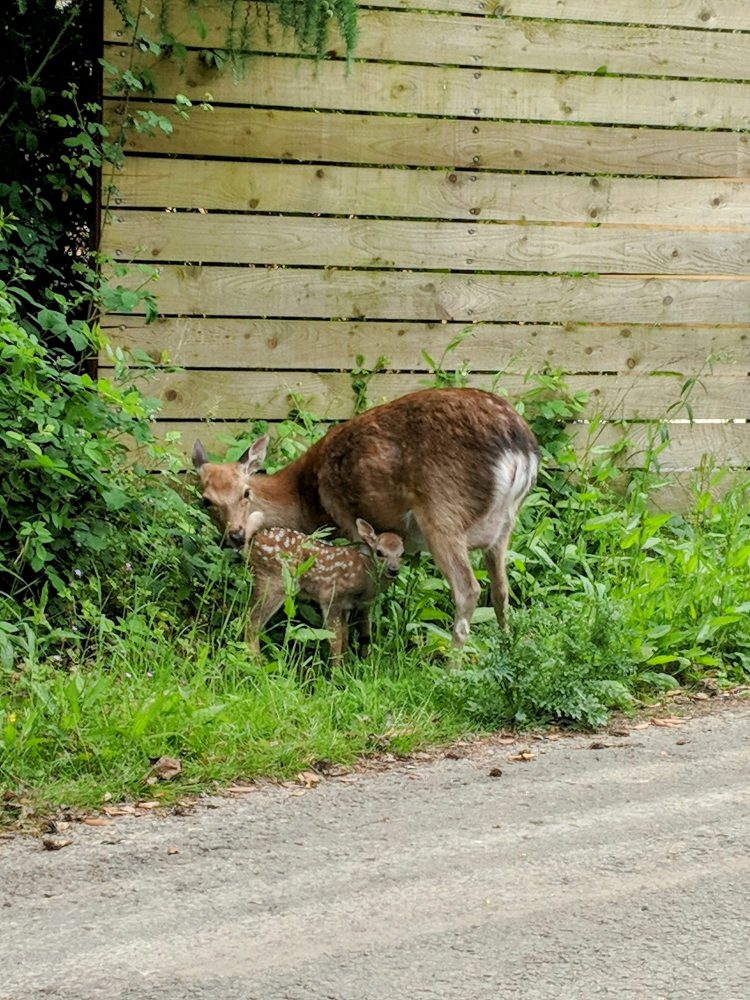 A family of red deer in North Devon
