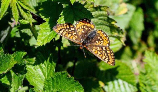 The endangered marsh fritillary butterfly photographed in the North Devon countryside