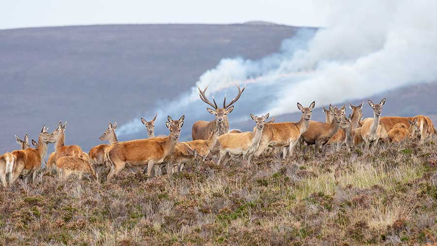A herd of red deer