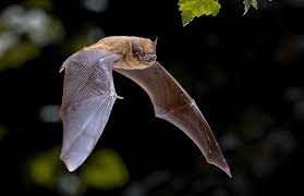 Bat