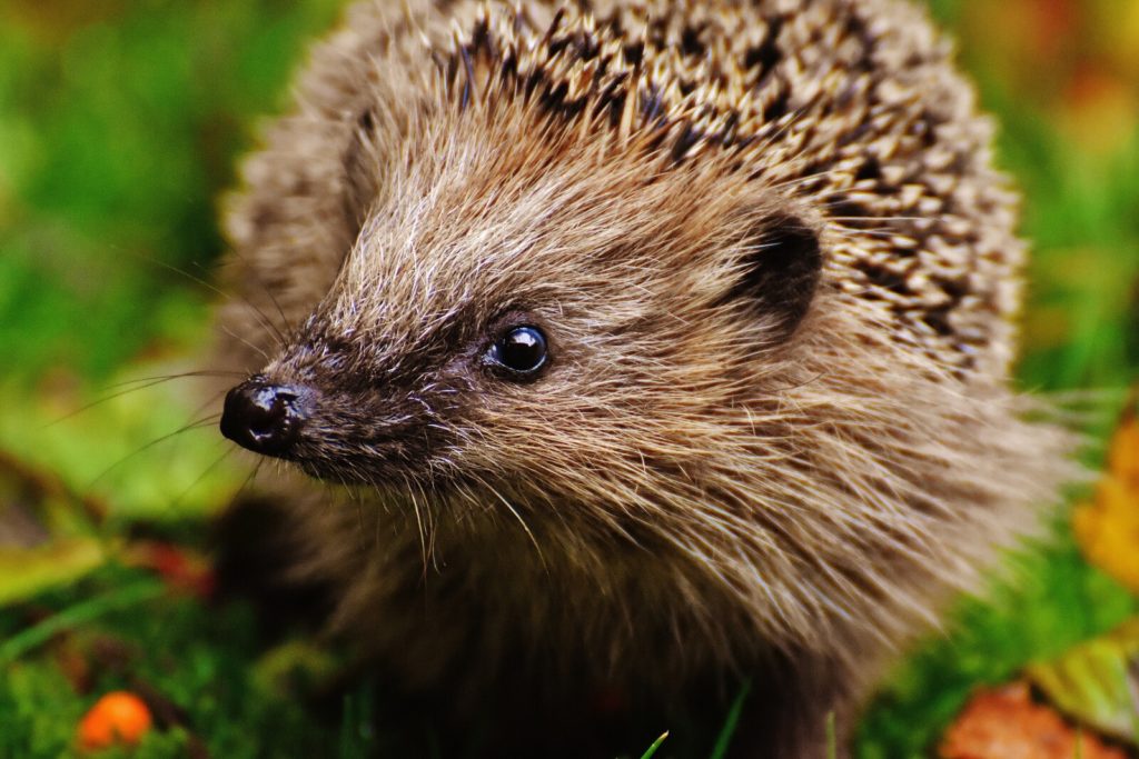 Hedgehog